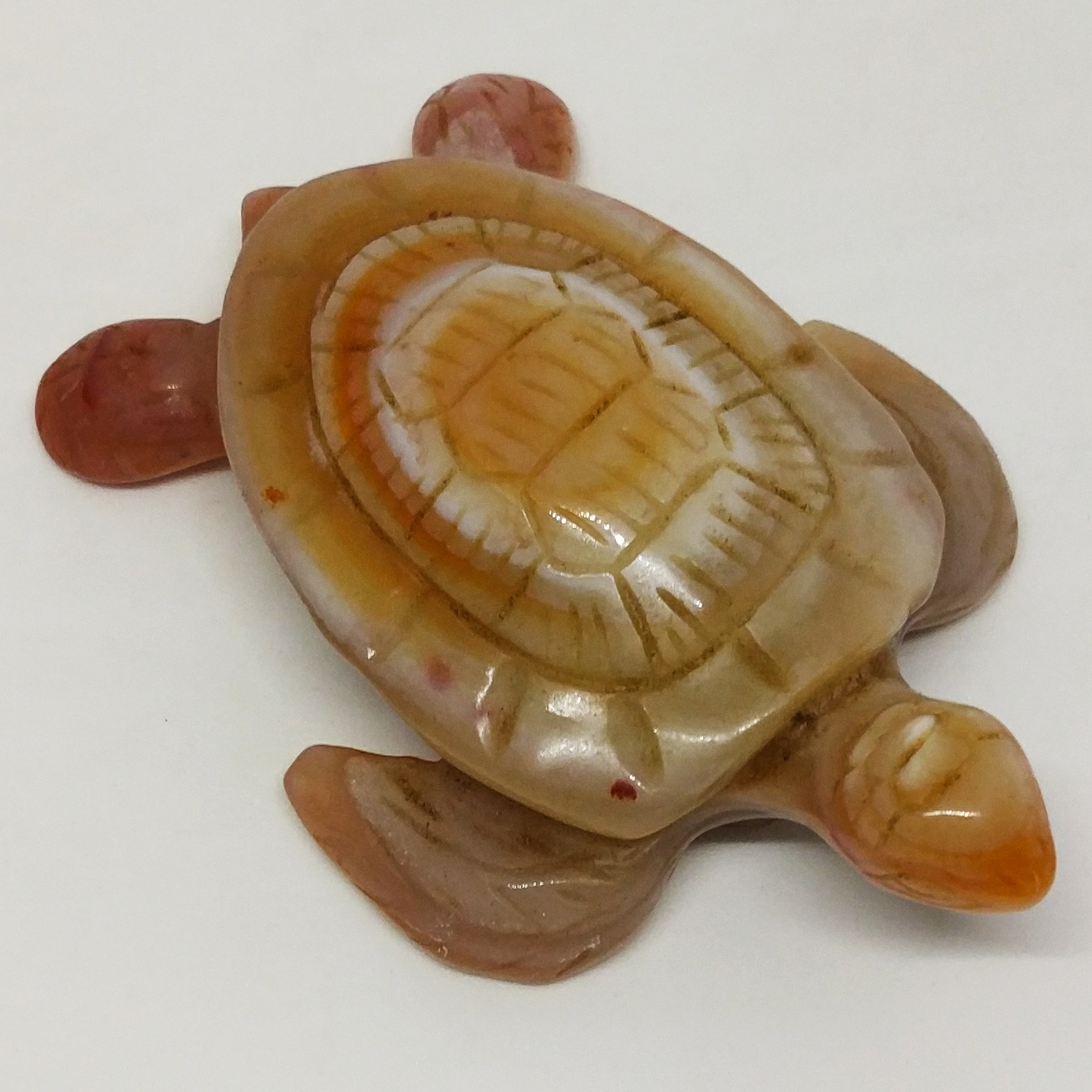 海龜模型 (咖啡色)